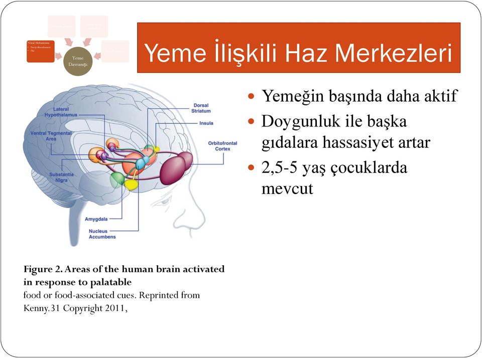 gıdalara hassasiyet artar 2,5-5 yaş çocuklarda mevcut Figure 2.