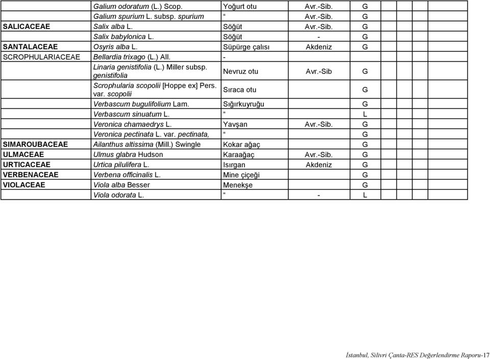 scopolii Sıraca otu G Verbascum bugulifolium Lam. Sığırkuyruğu G Verbascum sinuatum L. L Veronica chamaedrys L. Yavşan Avr.-Sib. G Veronica pectinata L. var.