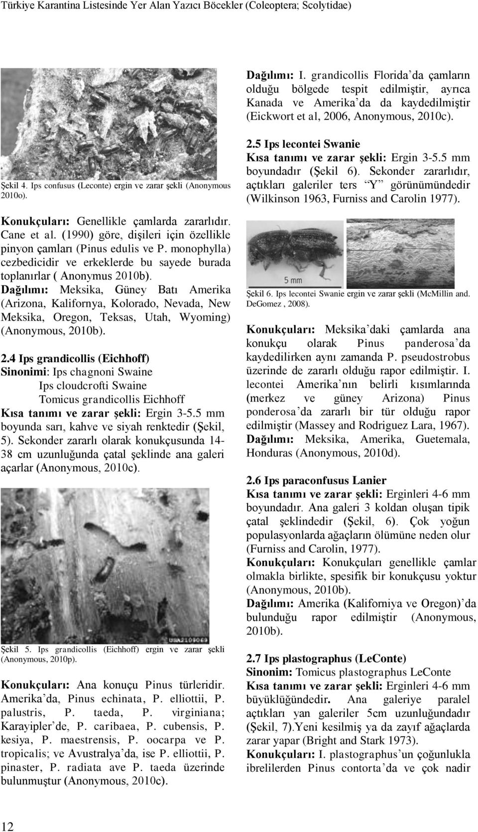 Ips confusus (Leconte) ergin ve zarar Ģekli (Anonymous 2010o). Konukçuları: Genellikle çamlarda zararlıdır. Cane et al. (1990) göre, diģileri için özellikle pinyon çamları (Pinus edulis ve P.