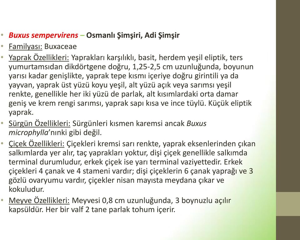 parlak, alt kısımlardaki orta damar geniş ve krem rengi sarımsı, yaprak sapı kısa ve ince tüylü. Küçük eliptik yaprak.