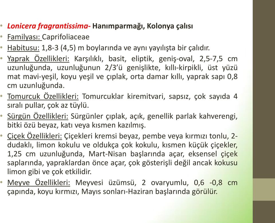 yaprak sapı 0,8 cm uzunluğunda. Tomurcuk Özellikleri: Tomurcuklar kiremitvari, sapsız, çok sayıda 4 sıralı pullar, çok az tüylü.