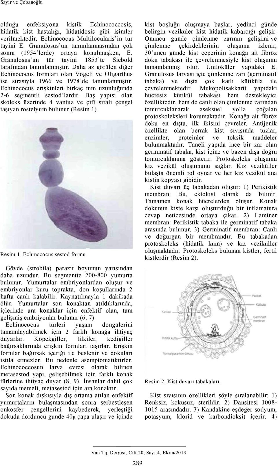 Daha az görülen diğer Echinococus formları olan Vogeli ve Oligarthus ise sırasıyla 1966 ve 1978 de tanımlanmıştır. Echinococus erişkinleri birkaç mm uzunluğunda 2-6 segmentli sestod lardır.