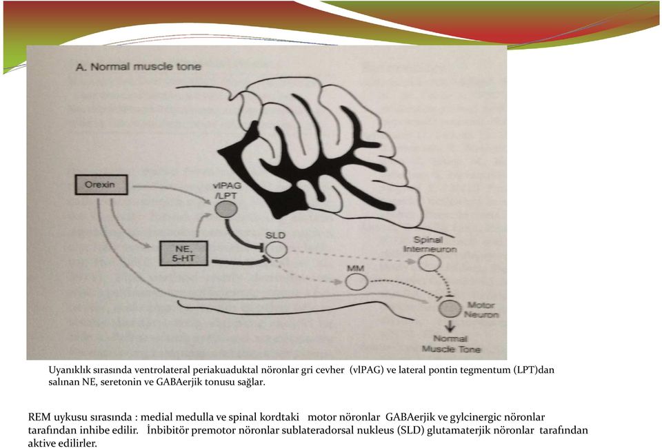 REM uykusu sırasında : medialmedullave spinal kordtaki motor nöronlar GABAerjikve