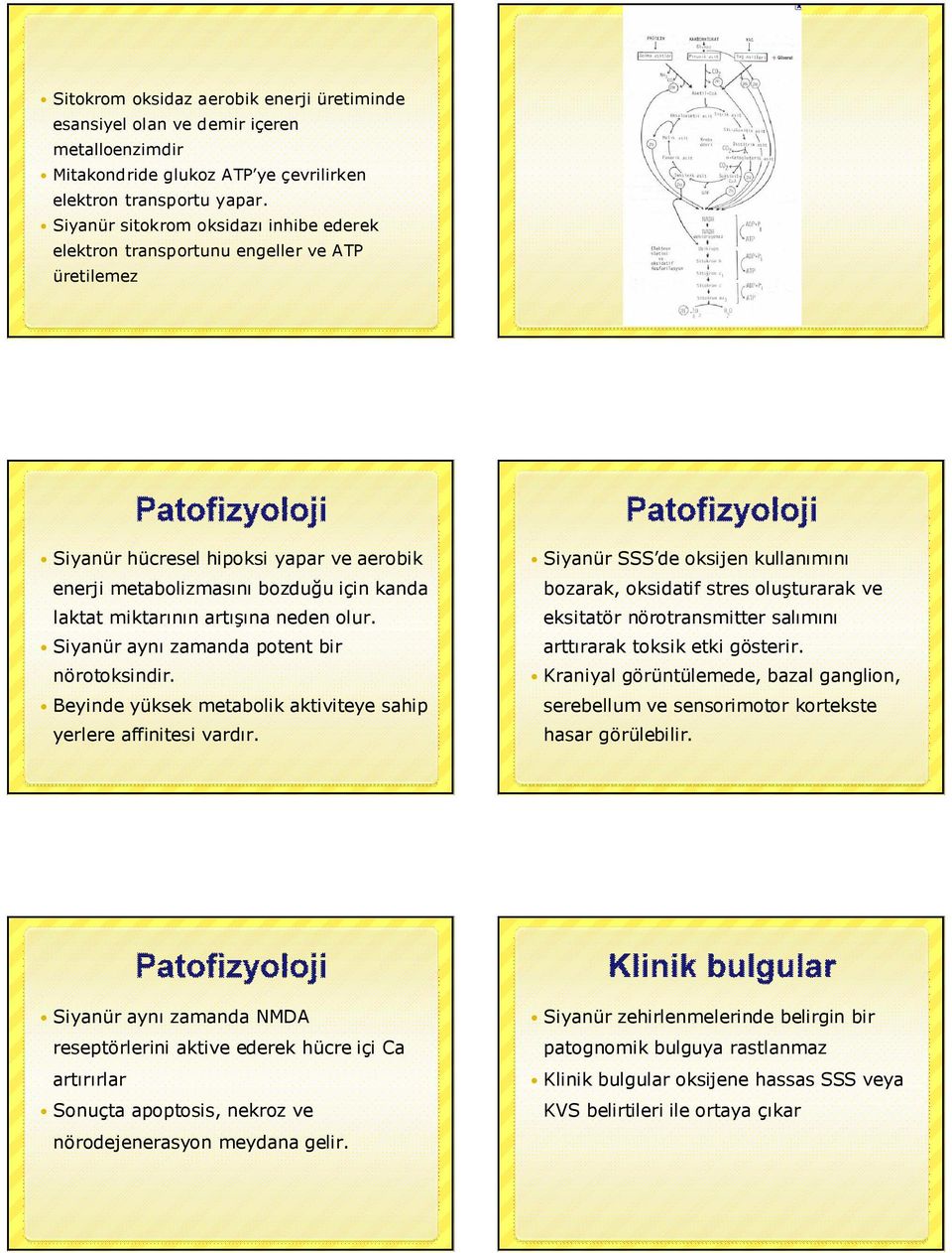 neden olur. Siyanür aynı zamanda potent bir nörotoksindir. Beyinde yüksek metabolik aktiviteye sahip yerlere affinitesi vardır.