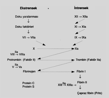 ġekil 1: PıhtılaĢma mekanizmasının Ģematik ifadesi Ekstrensek yol üzerinden olan koagülasyonun bir örneği, tek basamaklı Quick protrombin zamanı testidir [23-25].