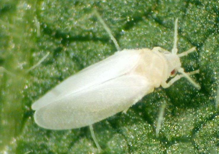 Tarımsal terör ve ekonomik boyutu.. & Cicadellidae familyasından böceklerin yaydığı bir bakteri Brezilya da 50 milyon narenciye ağacının ölümüne neden olmuştur.