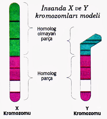 Ancak eşey kromozomları üzerinde sadece cinsiyet özelliklerini kontrol eden genlerin