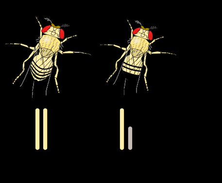 Sirke sineklerinde Y kromozomu cinsiyeti belirlemede aktif değildir.