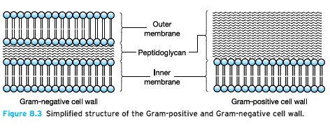 Hücre Duvarı yapısına göre sınıflama Gram (+), Gram (-) Peptidoglikan yapı (transpeptidaz enzimi) Gr(+);