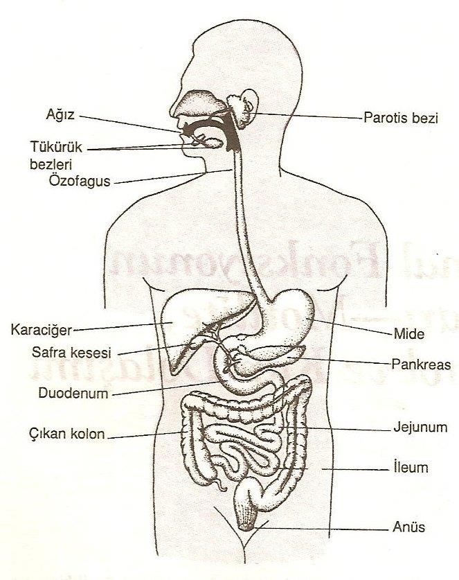 Gastrointestinal Fizyoloji İnsan yaşamı için gerekli enerjiyi, ancak besinlerdeki kimyasal maddelerden alabilir.