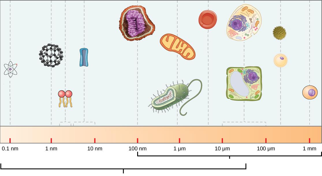 Elektron Mikroskobu İnsan Gözü Işık Mikroskobu 0,1 nm 1 nm 10 nm 100 nm 1 µm 10 µm 100 µm 1 mm 1 cm 0,1 m 1 m 10 m 100 m 1 km 10 9 (nm) = 1 metre 10 6 (µm) = 1 metre 100 (cm) = 1 metre 1000 (m) = l