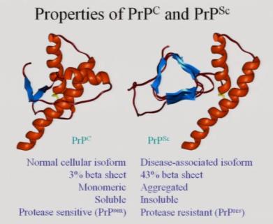 Prion: Protein benzeri yapıdaki infeksiyöz partiküllere verilen bir isimdir. 250 kadar aminoasitten oluşmuştur. Nükleik asit içermez.