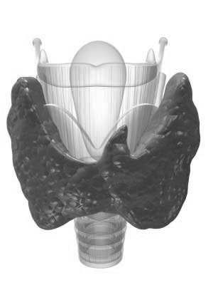 3. Tiroit bezi (glandula thyroidea); boyun ön bölümünde Adem Elması nın altında bulunur.