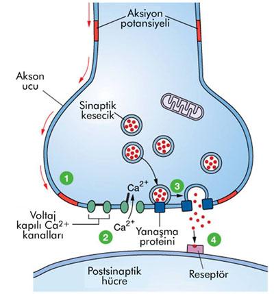 ? Sinaps Glutamat Uzun