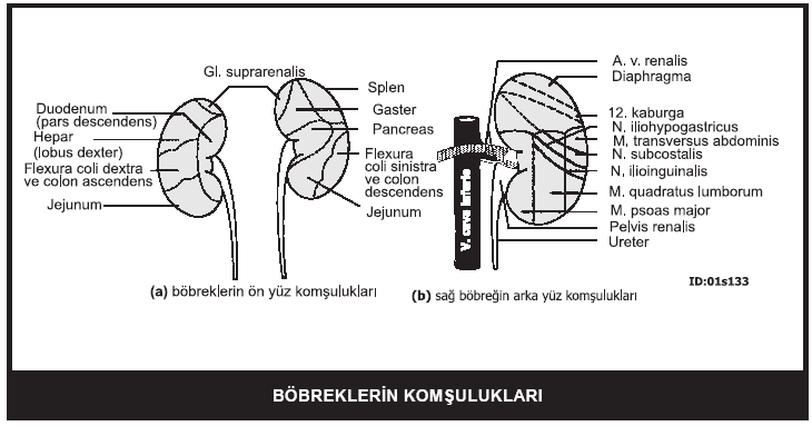 113 Retroperitoneal organlardır.