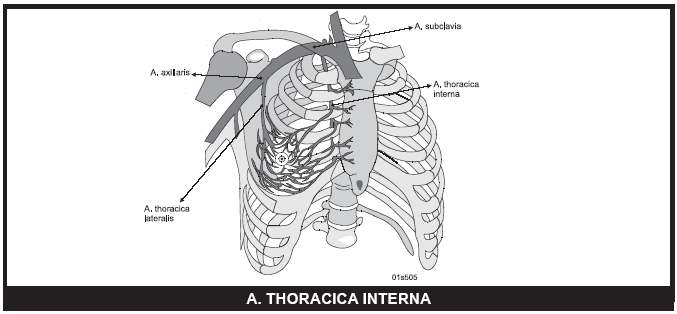 80 A. AXILLARIS A. subclavia, birinci kaburganın dış kenarını geçince a. axillaris adını alır. Dalları A. thoracica superior A. thoracoacromialis A.