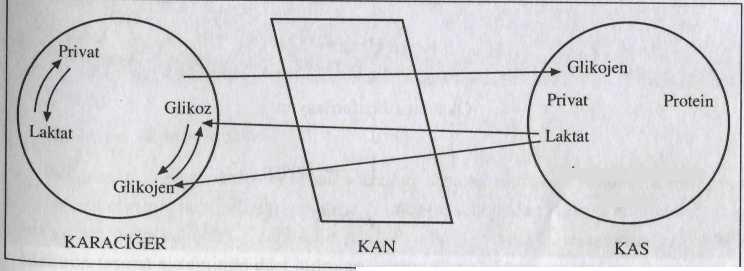 Anaerobik Enerji Metabolizması Laktik Asit Sistemi (Anaerobik Glikoliz): Kanda glikoz sindirilen karbonhidratlardan ve karaciğerdeki glikojenden sağlanılır.