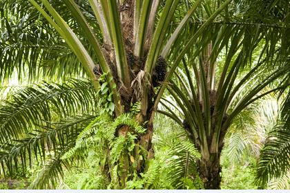 1 vegetable oil: oil palm accounts for around 30% of global production of natural oils and fats Palm kernel oil is together with coconut oil the only source for