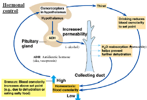 Sekresyonun regulasyonu: primer fizyolojik uyarı: plazma osmolaritesinin artması (hipotalamusta yer alan osmoreseprörler ve kalp ile vasküler sisteminde yer alan baroreseptörler ile başlatılır)