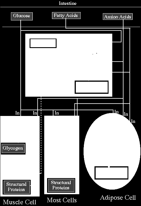 İnce barsak Glukoz Yağ asidleri Amino asidler glikojen Yapı