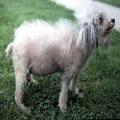 Cushing Sendromu (hayvan) Glikokortikoid fazlalığı ile ilgili hiperadrenokortisizme (Cushing Sendromu) köpeklerde sık, at ve kedide seyrek rastlanır Hiperadrenokortikoidli köpeklerin % 15 inde