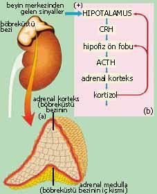 Yapı-Fonksiyon Böbreküstü bezi korteks (dış) ve medulla (iç) olmak üzere iki kısımdan oluşur.
