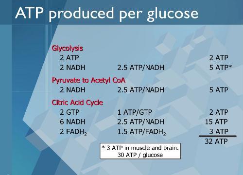 Her glikoz başına ATP üretimi Glikolizis Piruvat