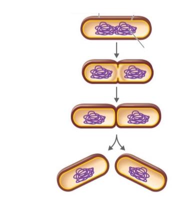 Bir bakteri hücresinden iki yavru hücre meydana gelinceye kadar gereken ortalama süreye yeni nesil oluşturms süresi ya da iki katına çıkma süresi (doubling time) denir Hücrenin ikiye bölünerek