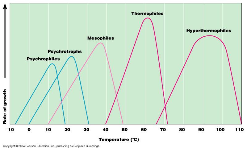 Üredikleri ısı ortamına göre: Hipertermofil bakteriler: 80-113 o C Pyrococcus, Pyrolobus Termofil bakteriler: 55-80 o C,