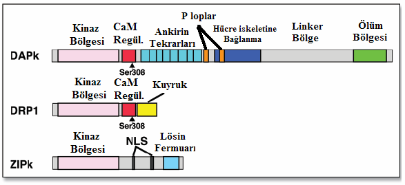 2. KURAMSAL TEMELLER Kanser, genomda kontrolsüz hücre büyümesi, invazyon ve metastaz yeteneğine yol açan dinamik değişiklikleri içeren kalıtsal bir hastalıktır.