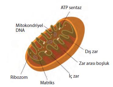 Oksijenli solunum; Hücre prokaryot ise: Sitoplazmada..Glikoliz, Fermentasyon, Krebs Döngüsü gerçekleşir. Plazma zarının iç yüzeyinde (Mezozomlarda).
