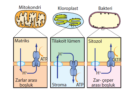 Kemiosmotik olay mitokondri,