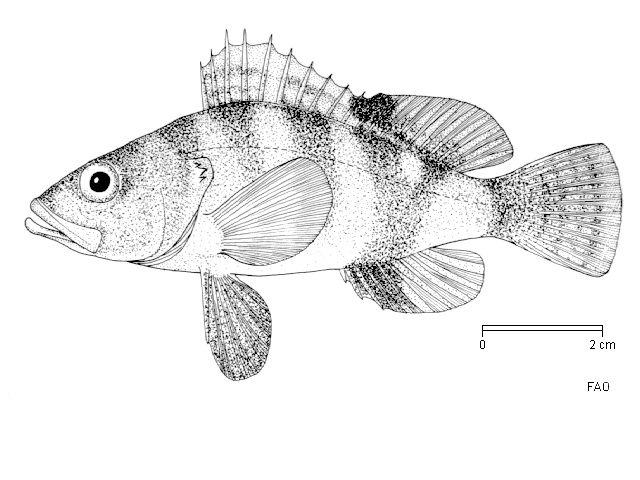 5 Şekil 2.1 Benekli hani balığının genel görünümü (Bauchot, 1987) Serranus genusunda, maksiller çıplaktır ve supra-maksiller yoktur. Dorsal yüzgeç tektir.