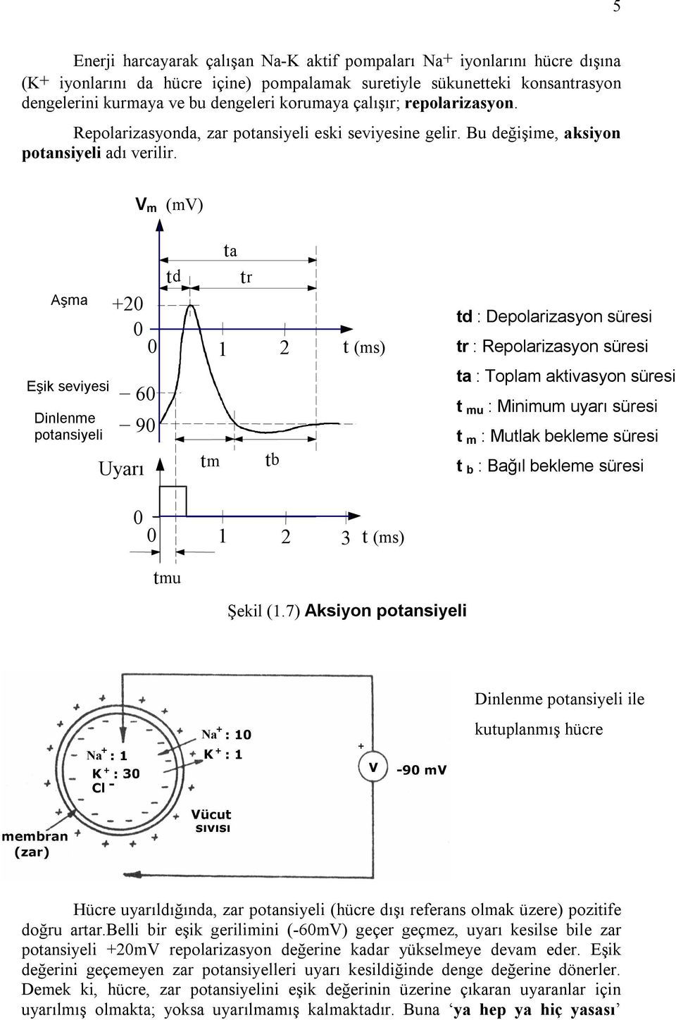 V m (mv) Aşma Eşik seviyesi Dinlenme potansiyeli +20 0 0 60 90 Uyarı td tm ta t r 1 2 tb t (ms) td : Depolarizasyon süresi tr : Repolarizasyon süresi ta : Toplam aktivasyon süresi t mu : Minimum