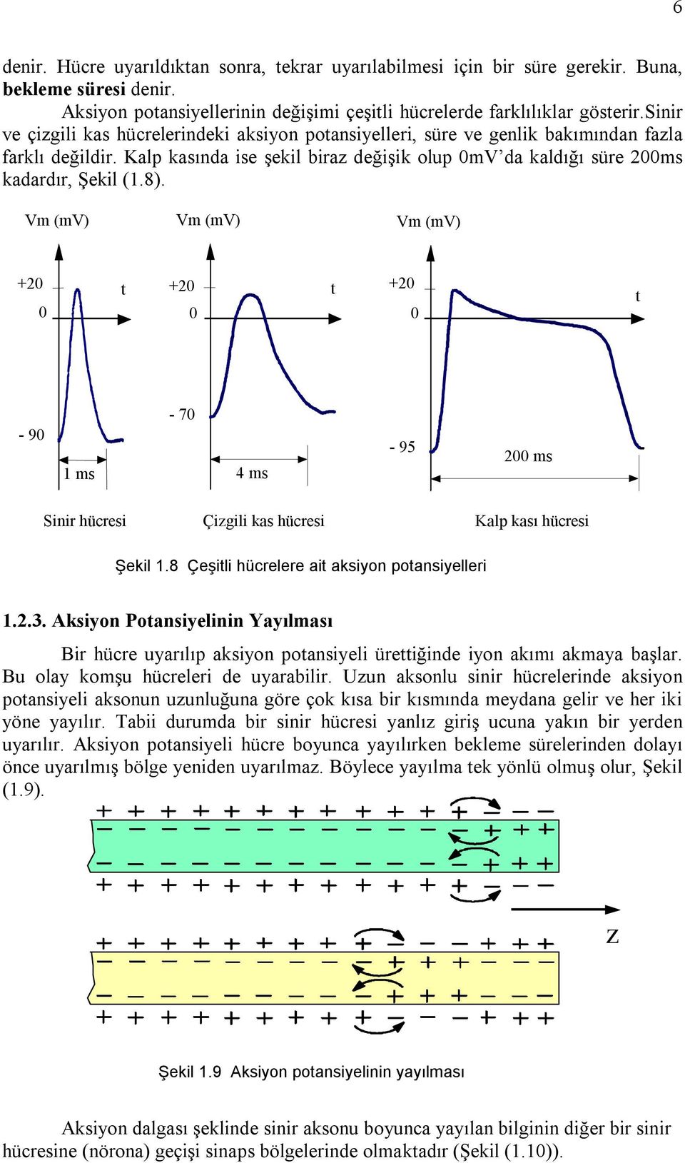 Vm (mv) Vm (mv) Vm (mv) +20 0 t +20 0 t +20 0 t - 90 1 ms - 70 4 ms - 95 200 ms Sinir hücresi Çizgili kas hücresi Kalp kası hücresi Şekil 1.8 Çeşitli hücrelere ait aksiyon potansiyelleri 1.2.3.