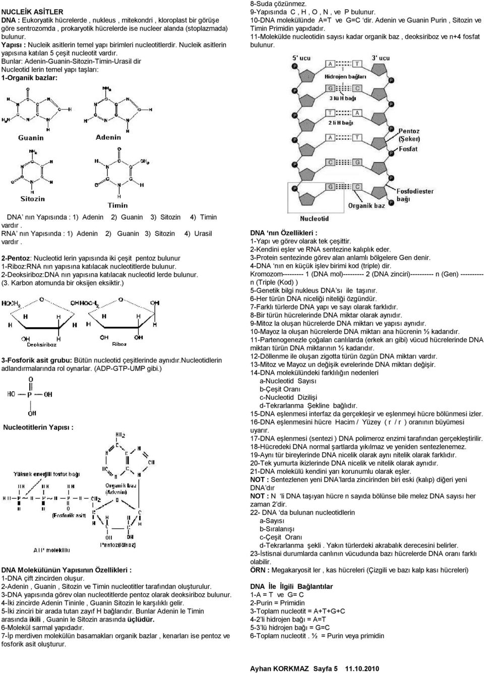 Bunlar: Adenin-Guanin-Sitozin-Timin-Urasil dir Nucleotid lerin temel yapı taşları: 1-Organik bazlar: 8-Suda çözünmez. 9-Yapısında C, H, O, N, ve P bulunur. 10-DNA molekülünde A=T ve G=C dir.