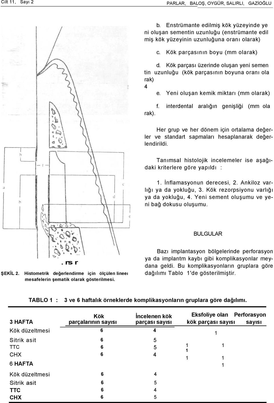 interdental aralığın genişliği (mm ola rak). Her grup ve her dönem için ortalama değerler ve standart sapmaları hesaplanarak değerlendirildi.