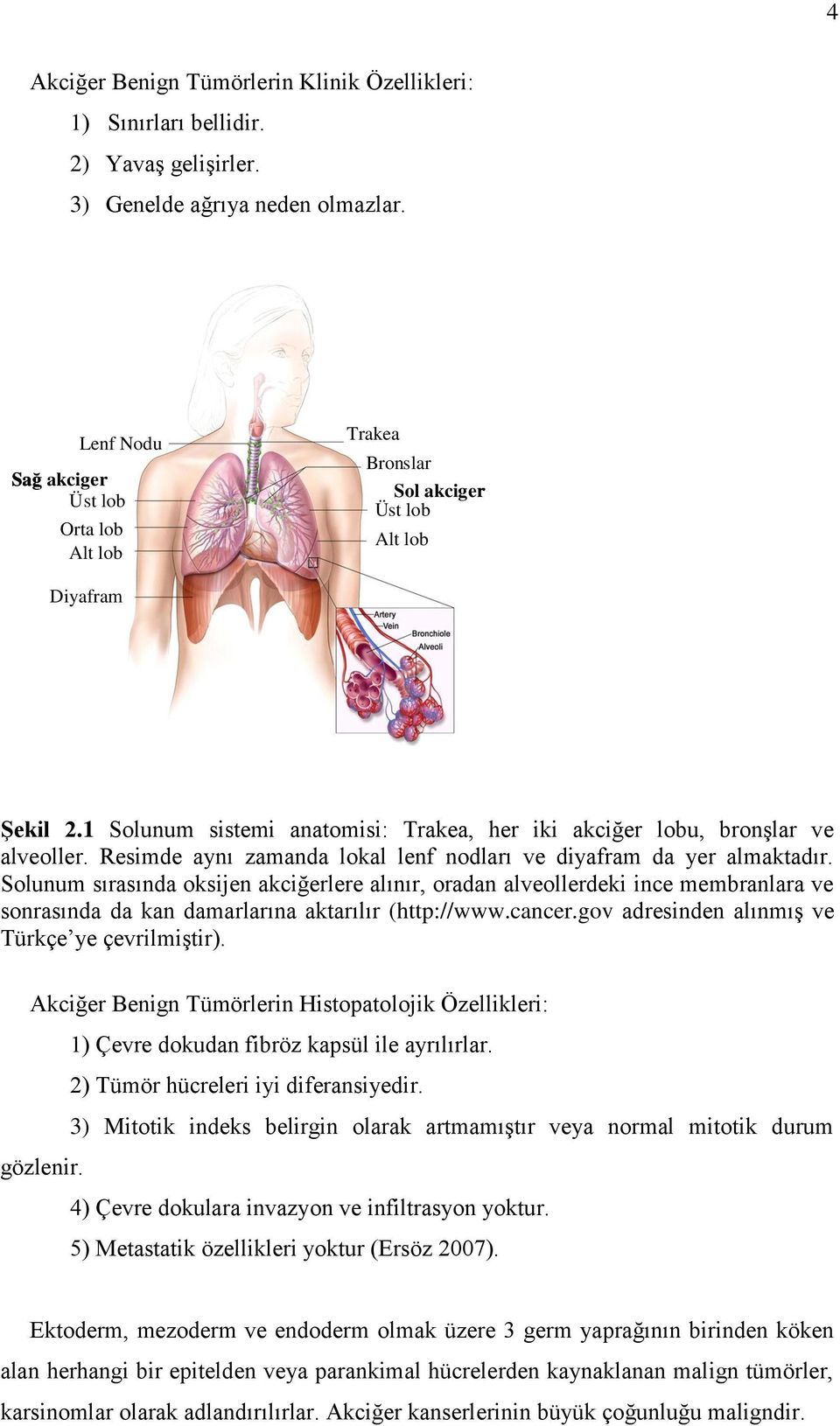 Resimde aynı zamanda lokal lenf nodları ve diyafram da yer almaktadır.