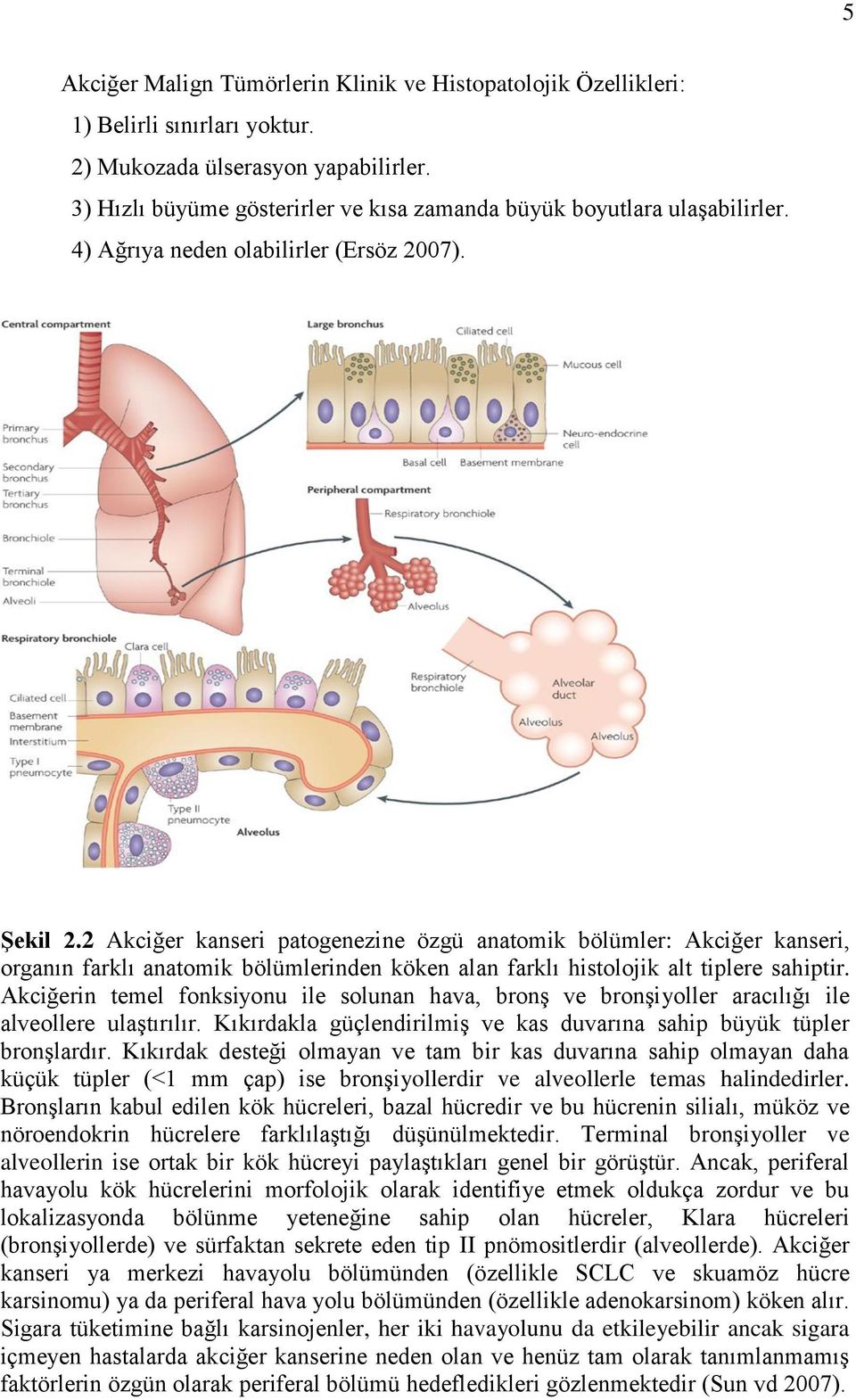 2 Akciğer kanseri patogenezine özgü anatomik bölümler: Akciğer kanseri, organın farklı anatomik bölümlerinden köken alan farklı histolojik alt tiplere sahiptir.