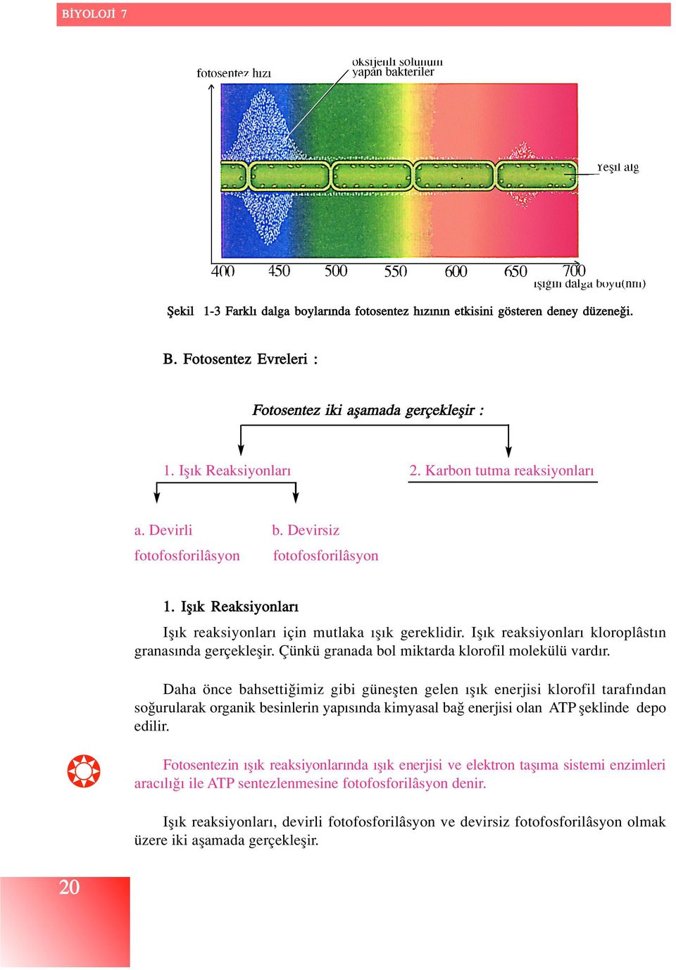 Ifl k reaksiyonlar kloroplâst n granas nda gerçekleflir. Çünkü granada bol miktarda klorofil molekülü vard r.