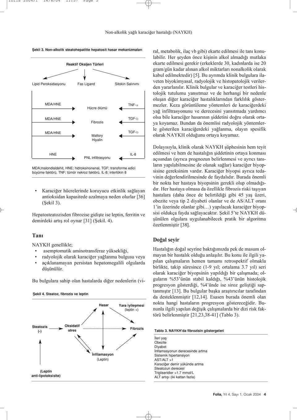 infiltrasyonu TNF-a TGF-b TGF-b MDA;malondialdehit, HNE; hidroksinonenal, TGF; transforme edici büyüme faktörü, TNF; tümör nekroz faktörü, IL-8; interlökin 8 IL-8 Karaci er hücrelerinde koruyucu