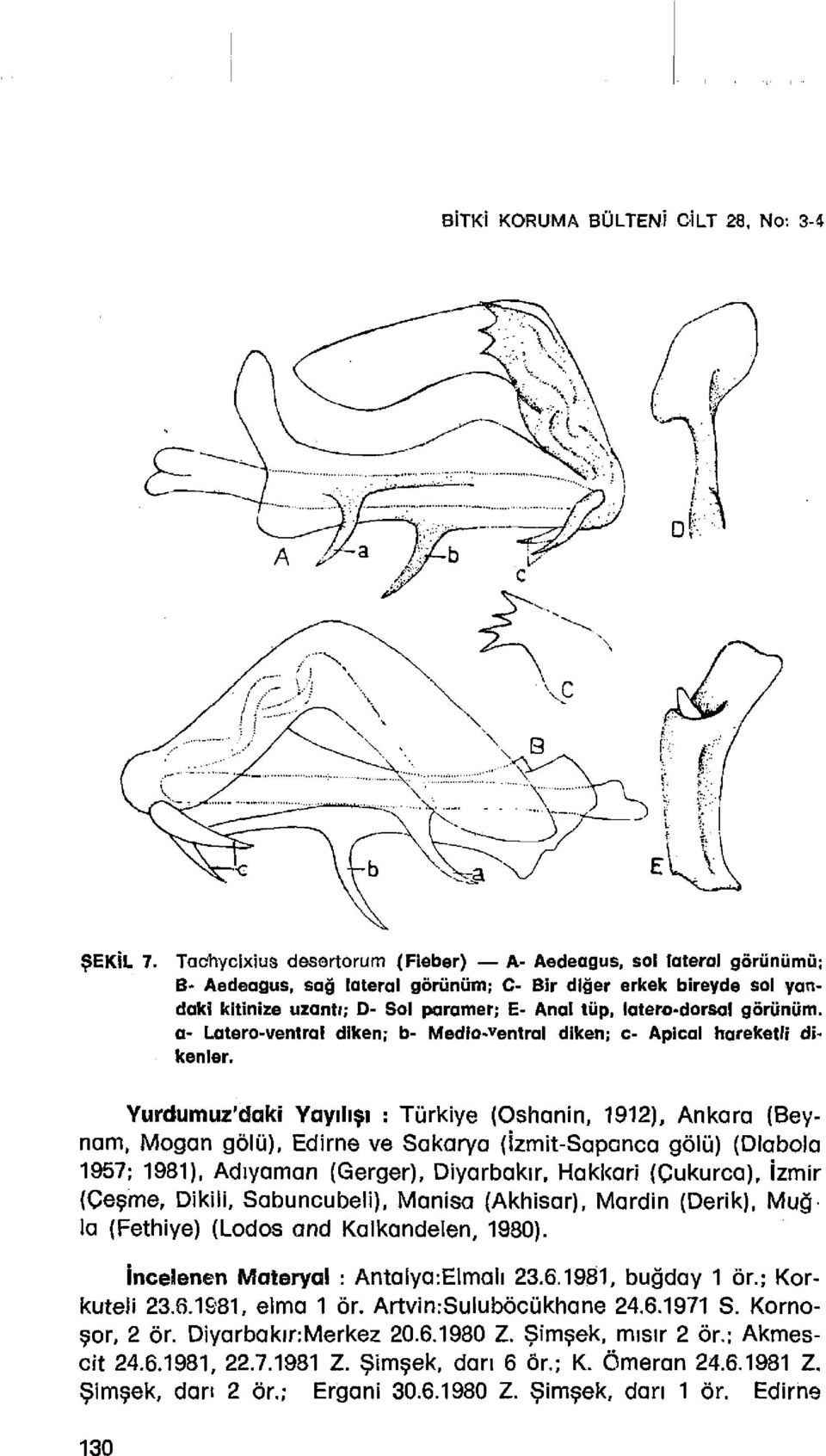 a- Latero-ventral dlken: b- Media-ventral diken: c- Apical hareketli dikenler. Yurdumuz'daki YaYlh,. : Tiirkiye (Oshanin, 1912). Ankara (Beynom.