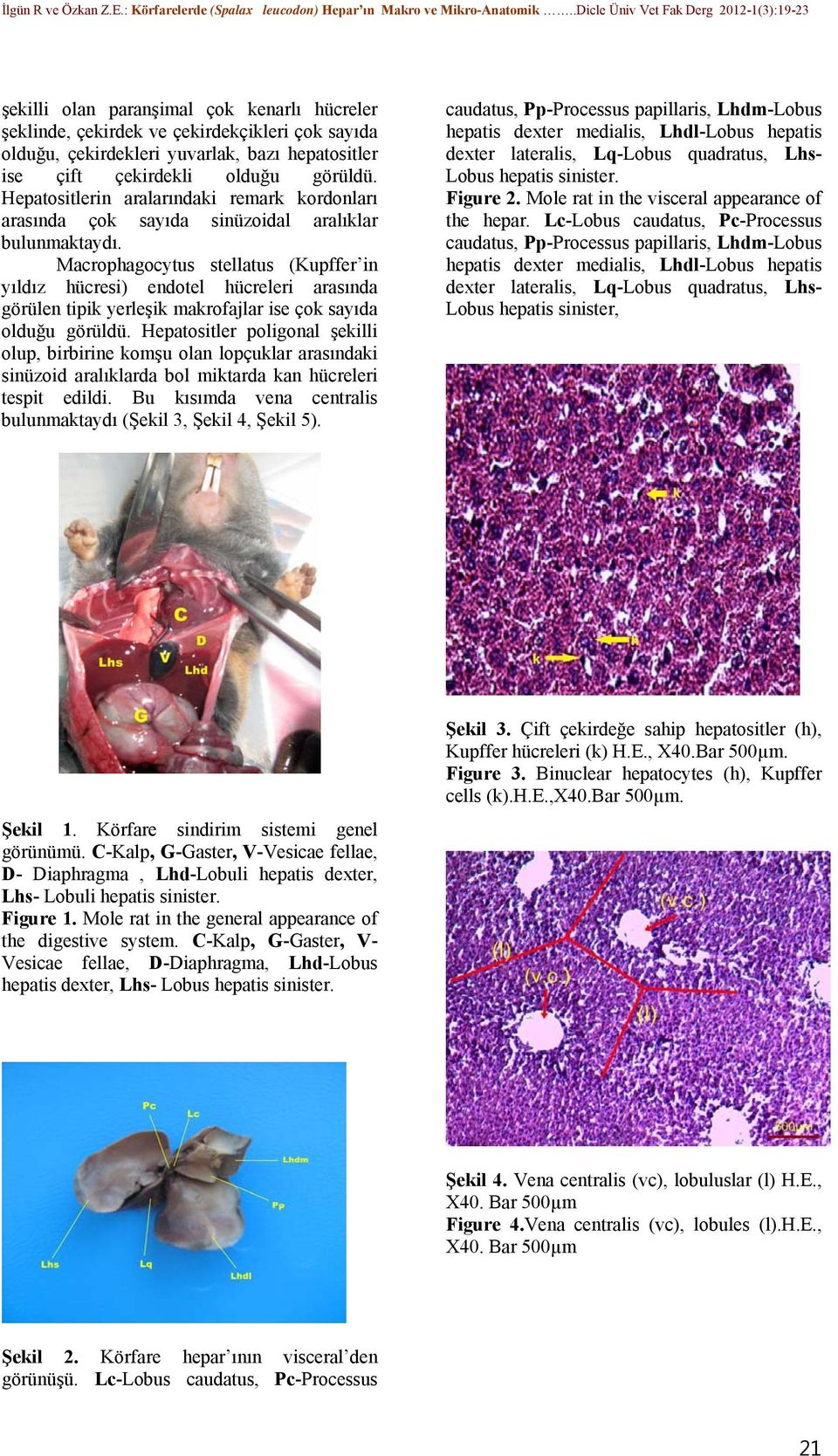 Macrophagocytus stellatus (Kupffer in yıldız hücresi) endotel hücreleri arasında görülen tipik yerleşik makrofajlar ise çok sayıda olduğu görüldü.