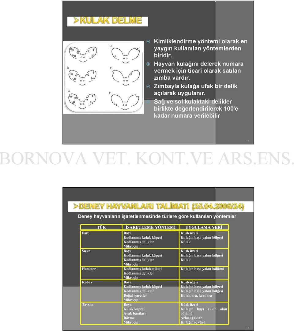 Sağ ve sol kulaktaki delikler birlikte değerlendirilerek 100'e kadar numara verilebilir 13 Deney hayvanların işaretlenmesinde türlere göre kullanılan yöntemler TÜR Fare