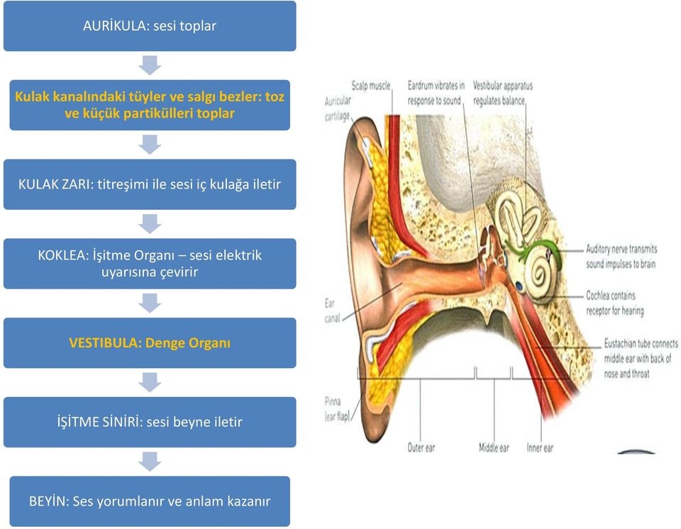 KOKLEA: İşitme Organı sesi elektrik uyarısına çevirir VESTIBULA: Denge