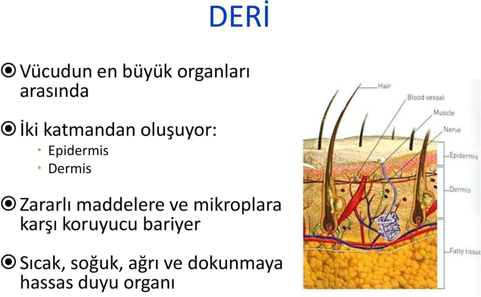 maddelere ve mikroplara karşı koruyucu bariyer