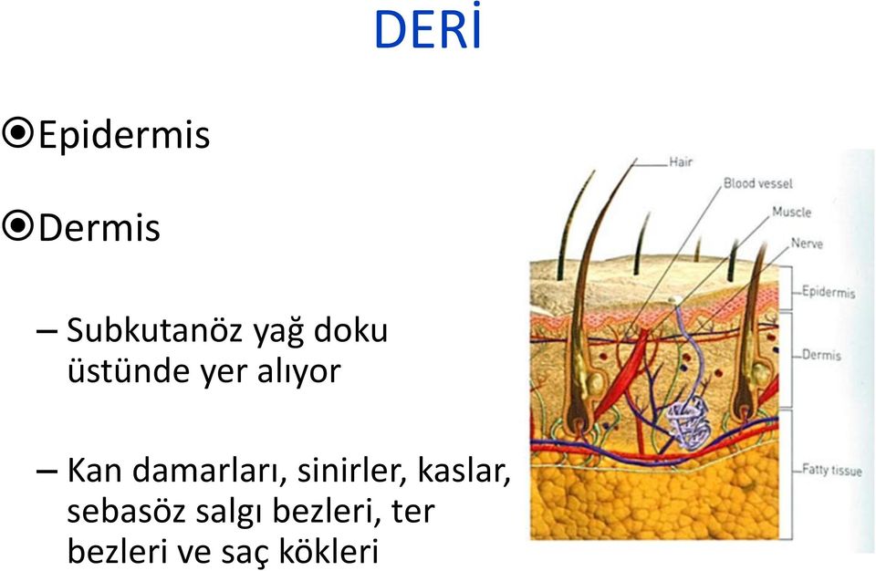 damarları, sinirler, kaslar,