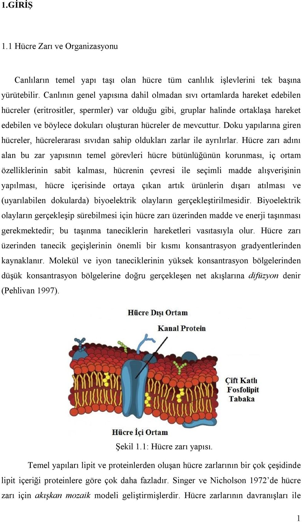 hücreler de mevcuttur. Doku yapılarına giren hücreler, hücrelerarası sıvıdan sahip oldukları zarlar ile ayrılırlar.