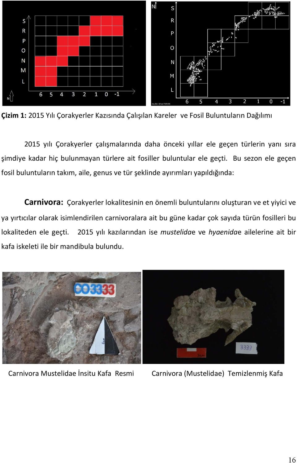 Bu sezon ele geçen fosil buluntuların takım, aile, genus ve tür şeklinde ayırımları yapıldığında: Carnivora: Çorakyerler lokalitesinin en önemli buluntularını oluşturan ve et yiyici ve