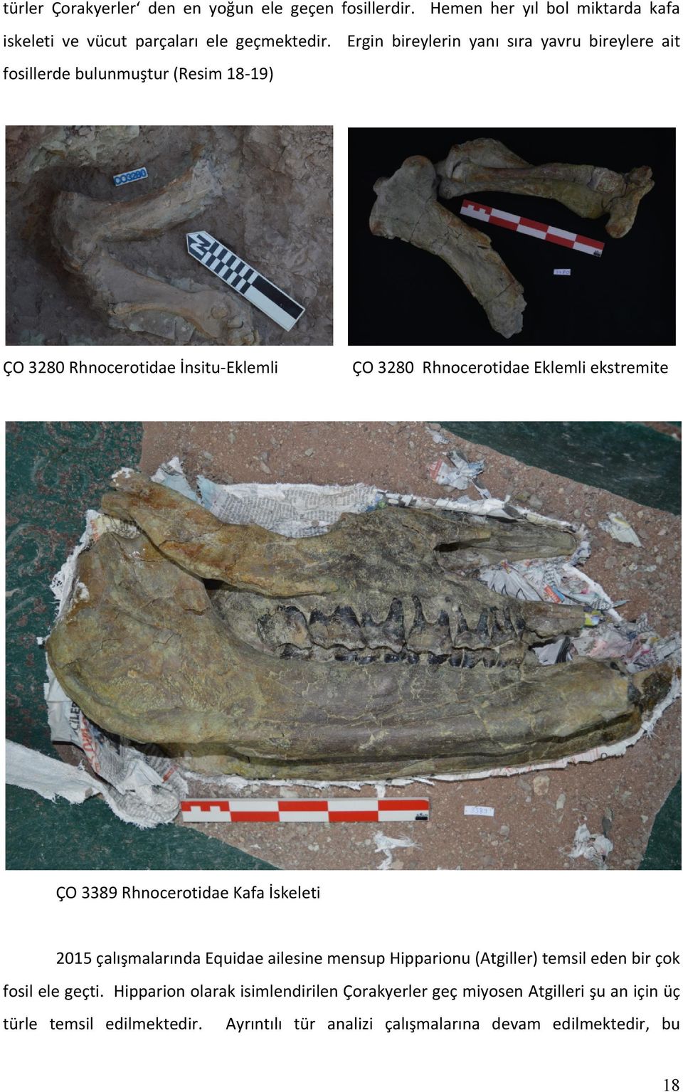 ekstremite ÇO 3389 Rhnocerotidae Kafa İskeleti 2015 çalışmalarında Equidae ailesine mensup Hipparionu (Atgiller) temsil eden bir çok fosil ele geçti.